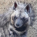 hyena